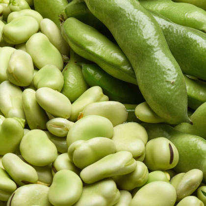 Bob obecný bílý Dreifach Weisse - Vicia faba -  prodej semen - 20 ks