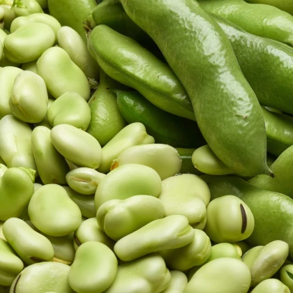 Bob obecný bílý Dreifach Weisse - Vicia faba -  prodej semen - 20 ks