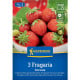 Jahodník Korona - Fragaria ananassa - prodej prostokořenných sazenic - 3 ks