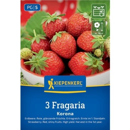 Jahodník Korona - Fragaria ananassa - prodej prostokořenných sazenic - 3 ks