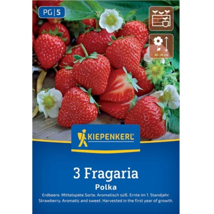 Jahodník Polka - Fragaria ananassa - prodej prostokořenných sazenic - 3 ks