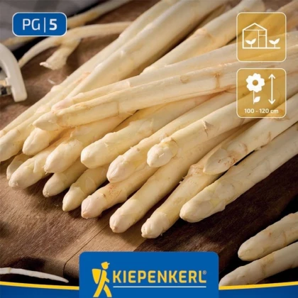 Chřest Gijnlim bílý - Asparagus officinalis - prodej prostokořenných sazenic - 2 ks