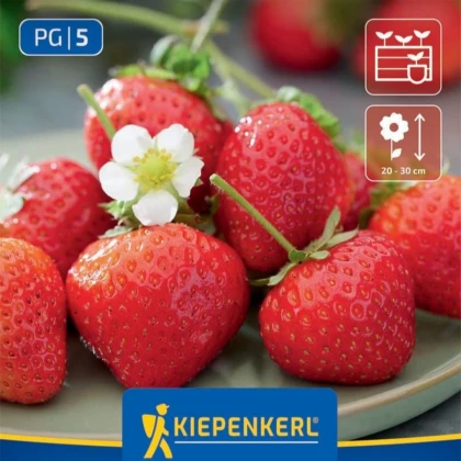 Jahodník Senga - Fragaria ananassa - prodej prostokořenných sazenic - 3 ks