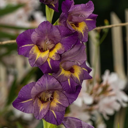 Gladiol Joplin - Gladiolus - prodej cibulovin - 3 ks