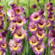 Gladiol Joplin - Gladiolus - prodej cibulovin - 3 ks