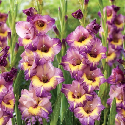 Gladiol Joplin - Gladiolus - prodej cibulovin - 3 ks