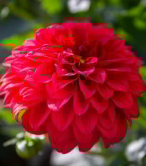 Jiřinka Red Fubuki - Dahlia - prodej cibulovin - 1 ks