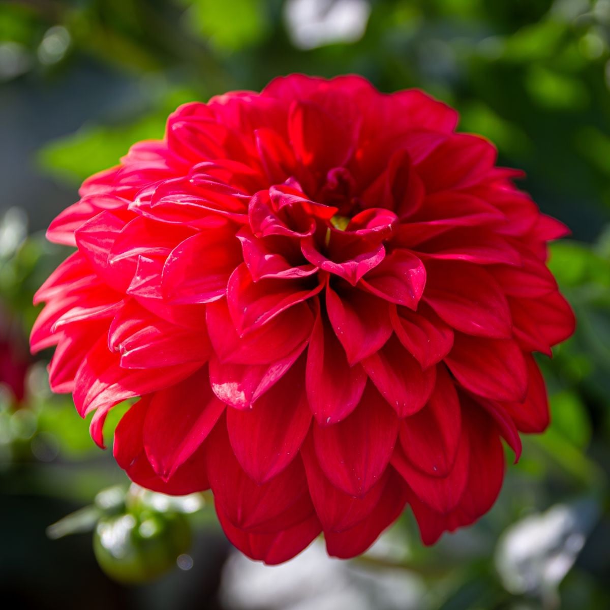 Jiřinka Red Fubuki - Dahlia - prodej cibulovin - 1 ks