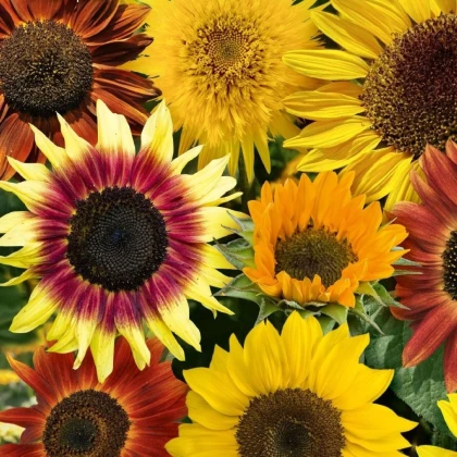 Slunečnice Fantazie Mix F1 - Helianthus annuus - prodej semen - 6 ks