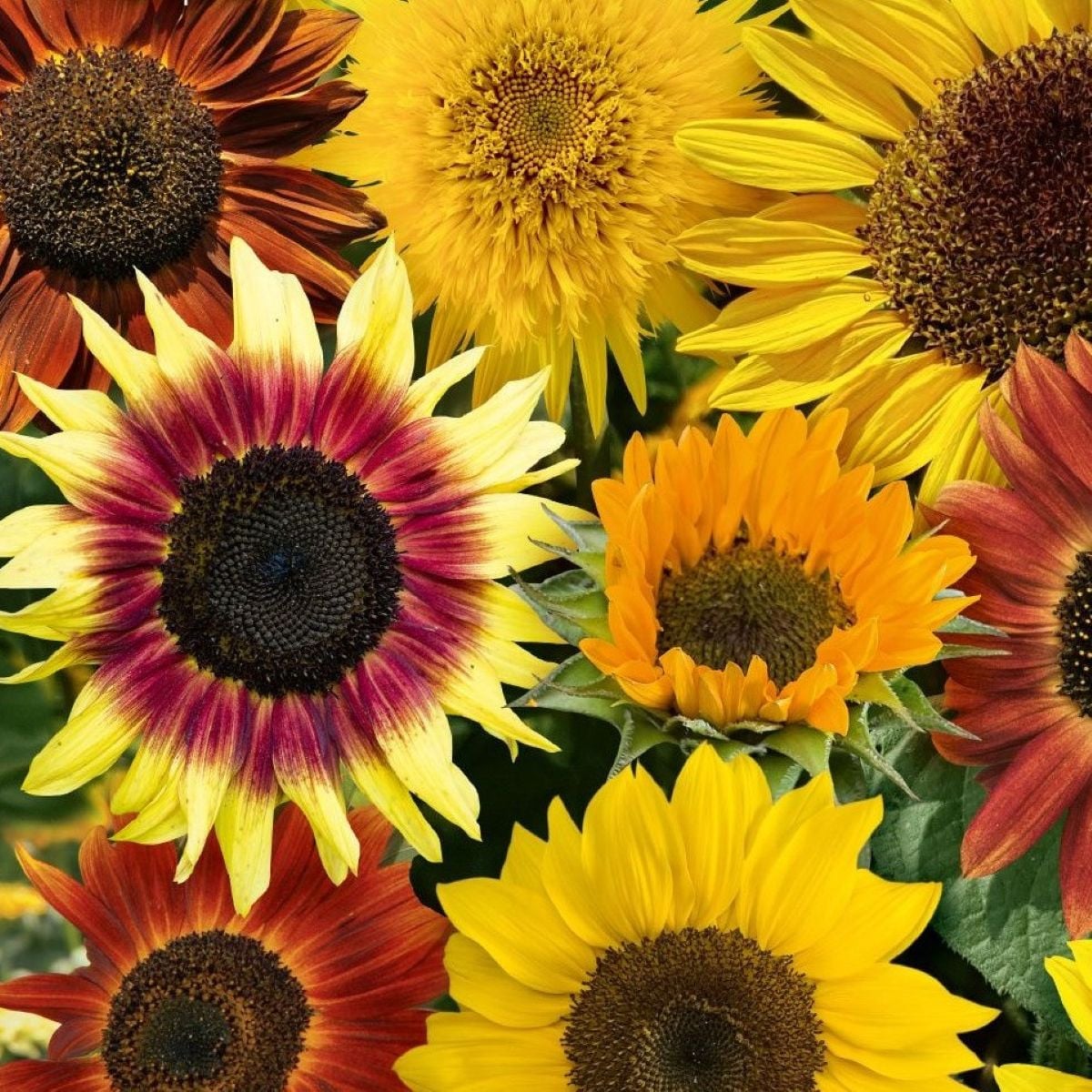 Slunečnice Fantazie Mix F1 - Helianthus annuus - prodej semen - 6 ks