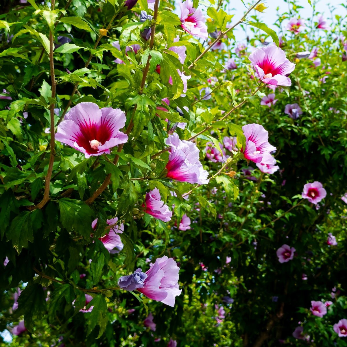 Ibišek syrský Rose of Sharon - Hibiscus syriacus - prodej semen - 12 ks