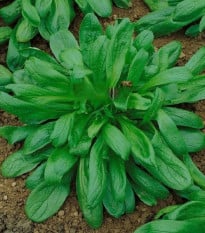 Kozlíček Large Leaved - Vallerianella locusta - prodej semen - 150 ks