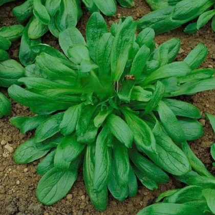 Kozlíček Large Leaved - Vallerianella locusta - prodej semen - 150 ks