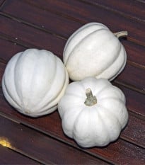 Tykev White Pearl - Cucurbita pepo - prodej semen - 6 ks