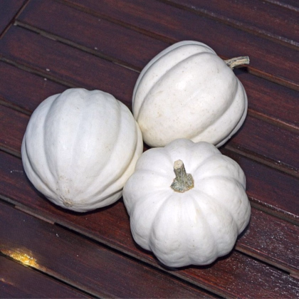 Tykev White Pearl - Cucurbita pepo - prodej semen - 6 ks