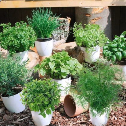 Bylinná směs - prodej výsevních pásků - 5 m