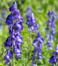Oměj - Aconitum - prodej cibulovin - 1 ks