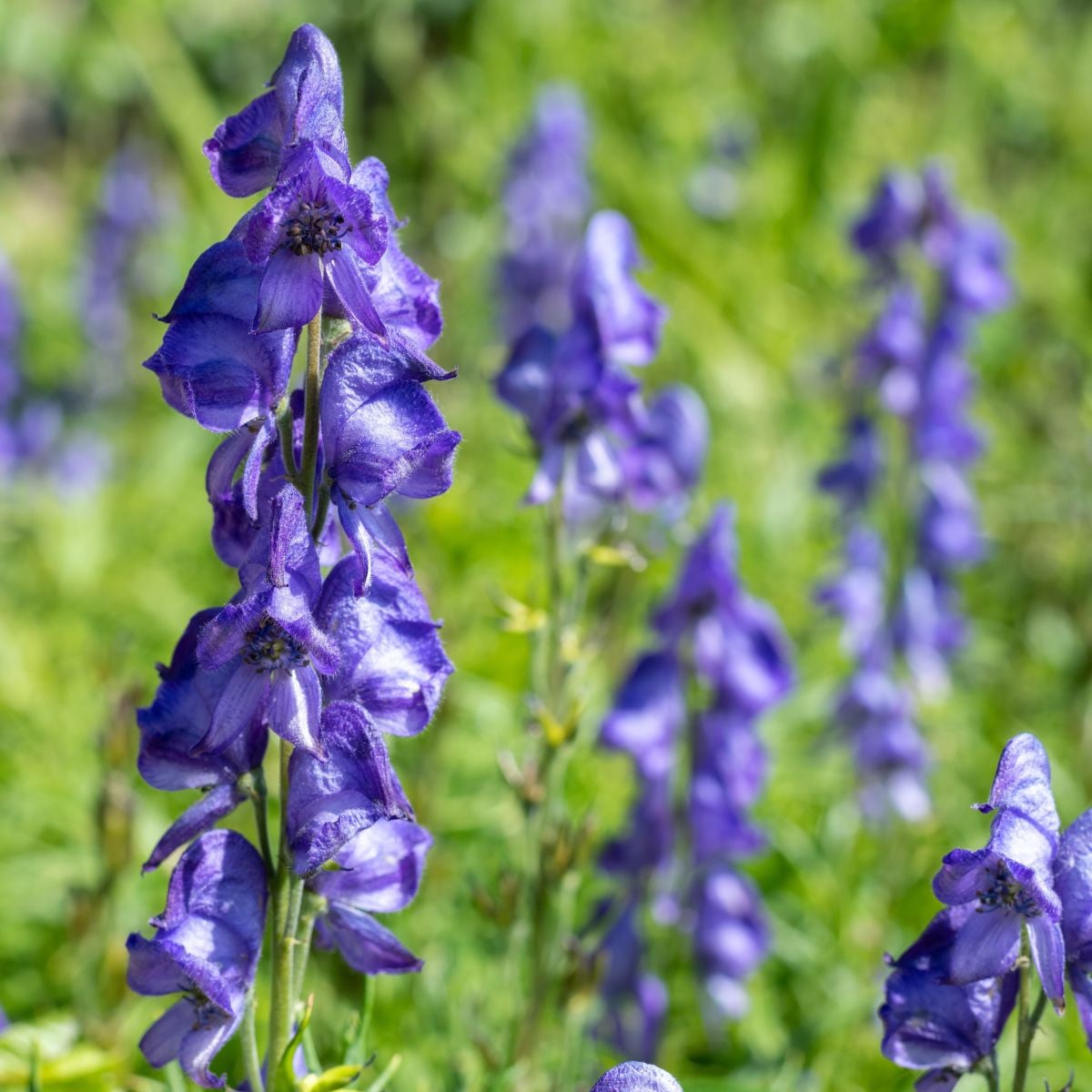 Oměj - Aconitum - prodej cibulovin - 1 ks