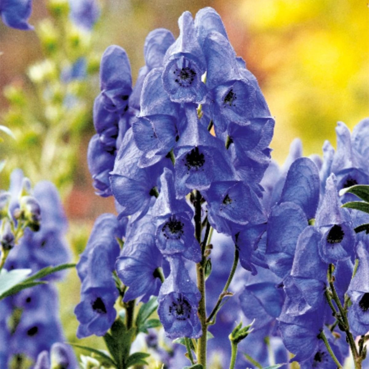 Oměj - Aconitum - prodej cibulovin - 1 ks