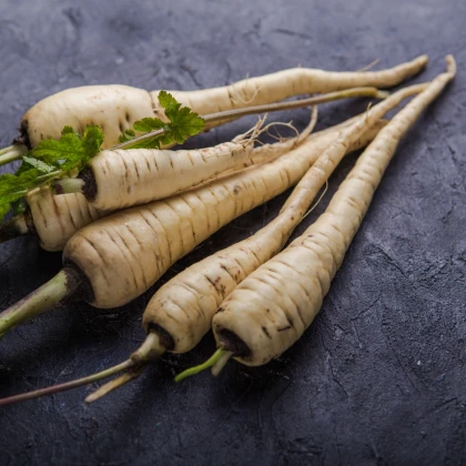 Pastiňák Javelin F1 - Pastinaca sativa - prodej semen - 0,3 g