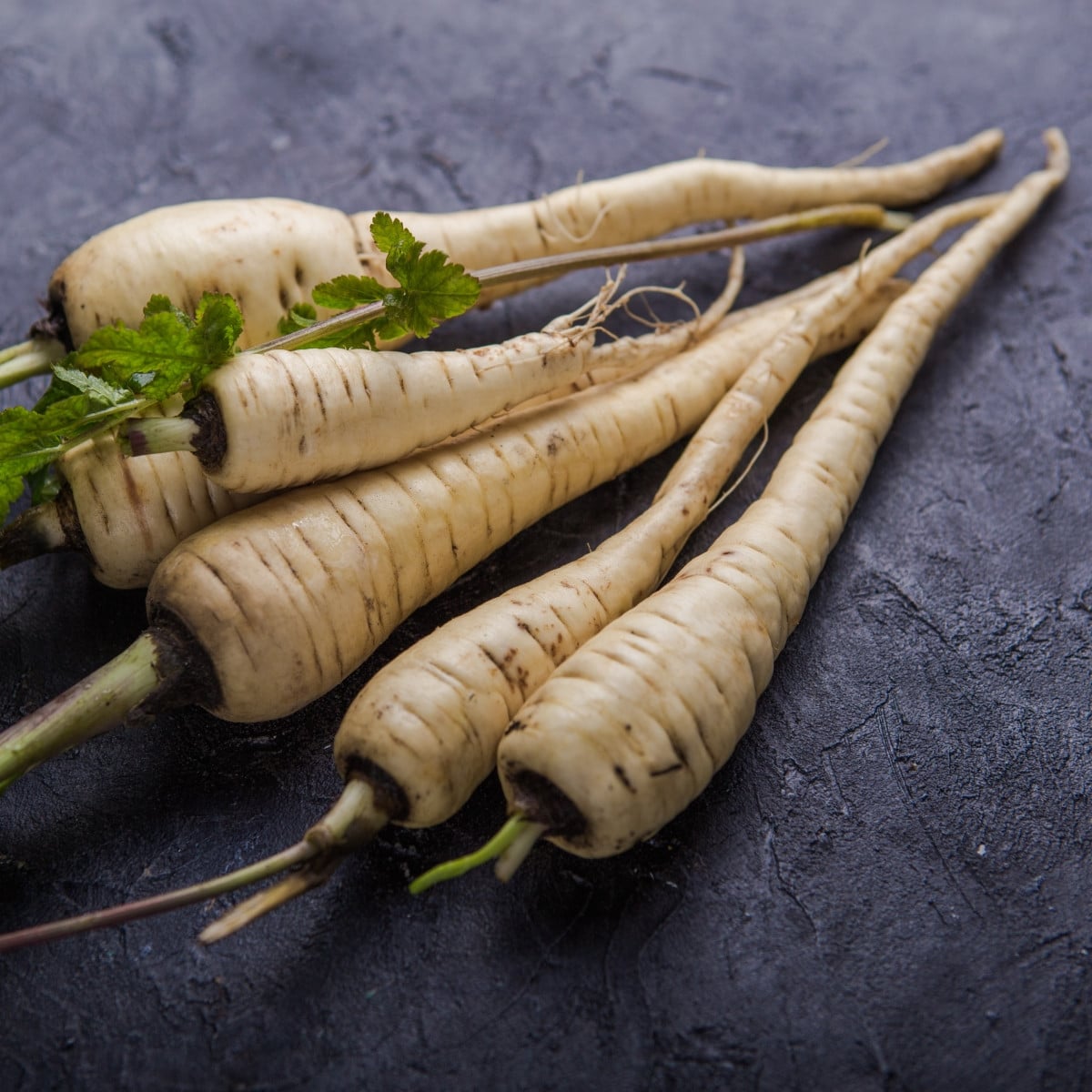 Pastiňák Javelin F1 - Pastinaca sativa - prodej semen - 0,3 g