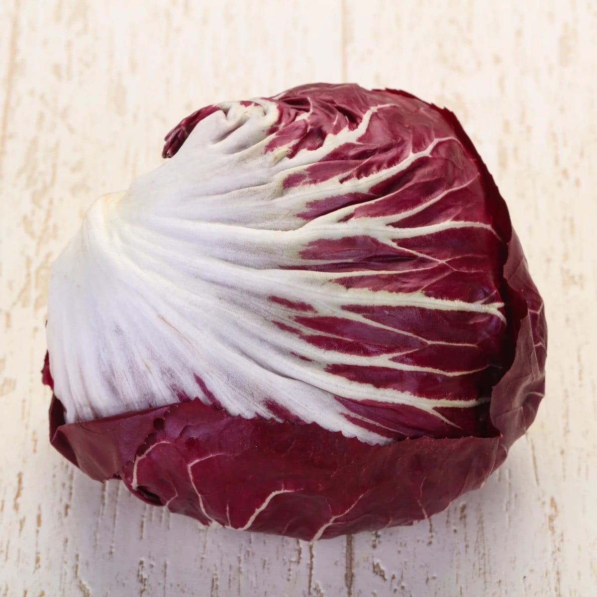 Čekanka Radicchio Indigo F1 - Cichorium intybus - prodej semen - 20 ks