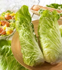 Čekanka Virtus F1 - Cichorium intybus - prodej semen - 20 ks