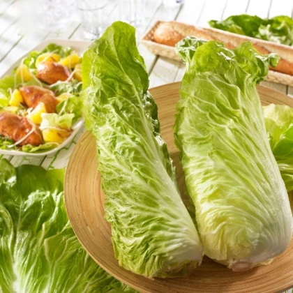 Čekanka Virtus F1 - Cichorium intybus - prodej semen - 20 ks