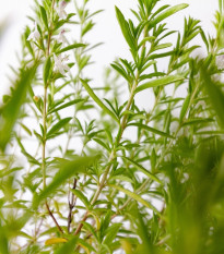 Saturejka zahradní Cyrano - Satureja hortensis - prodej semen - 300 ks