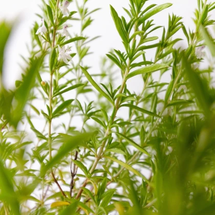 Saturejka zahradní Cyrano - Satureja hortensis - prodej semen - 300 ks