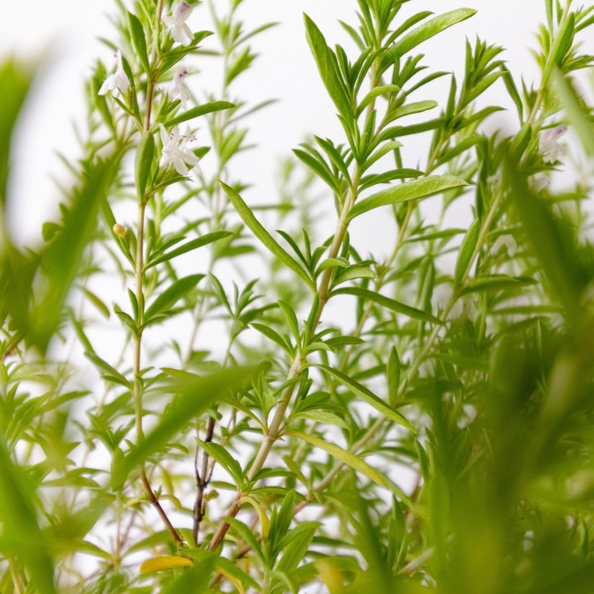 Saturejka zahradní Cyrano - Satureja hortensis - prodej semen - 300 ks