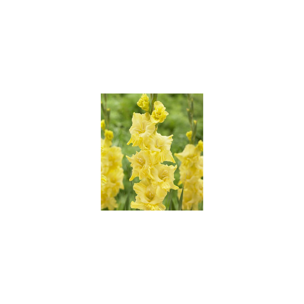 Cibule mečíku - Gladiol Gold žlutý - prodej cibulovin - 3 ks