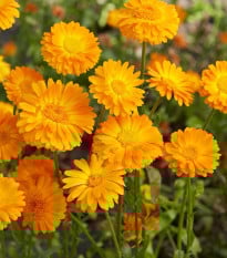 Měsíček lékařský Orange Prinzess - Calendula officinalis - prodej semen - 50 ks
