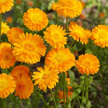 Měsíček lékařský Orange Prinzess - Calendula officinalis - prodej semen - 50 ks
