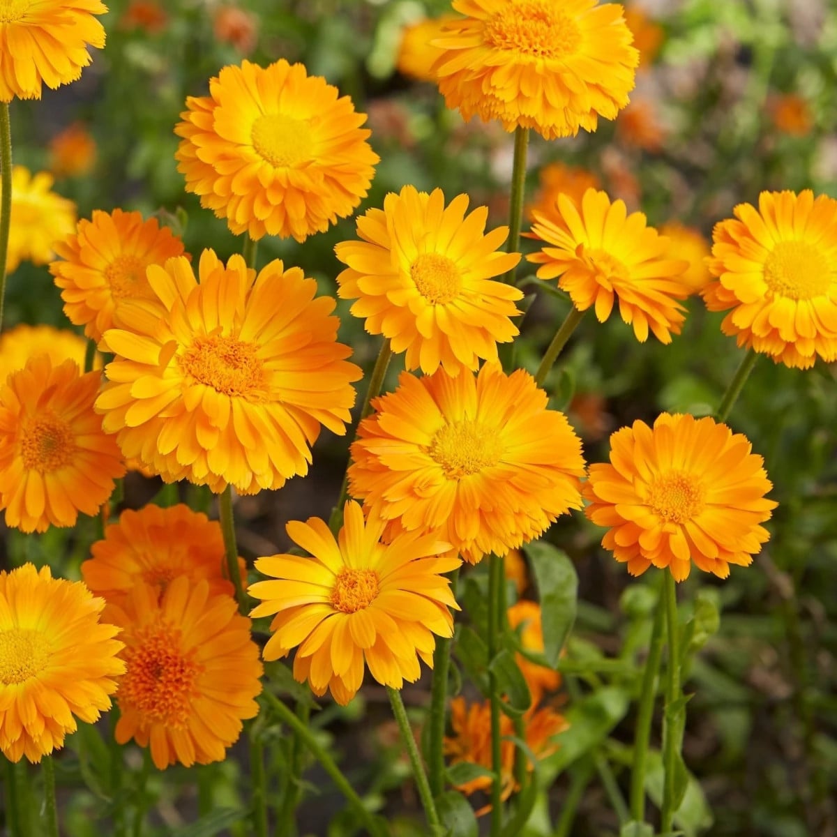 Měsíček lékařský Orange Prinzess - Calendula officinalis - prodej semen - 50 ks