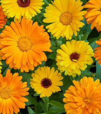 Měsíček lékařský Fiesta Gitana - Calendula officinalis - prodej semen - 50 ks