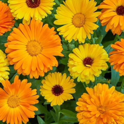 Měsíček lékařský Fiesta Gitana - Calendula officinalis - prodej semen - 50 ks