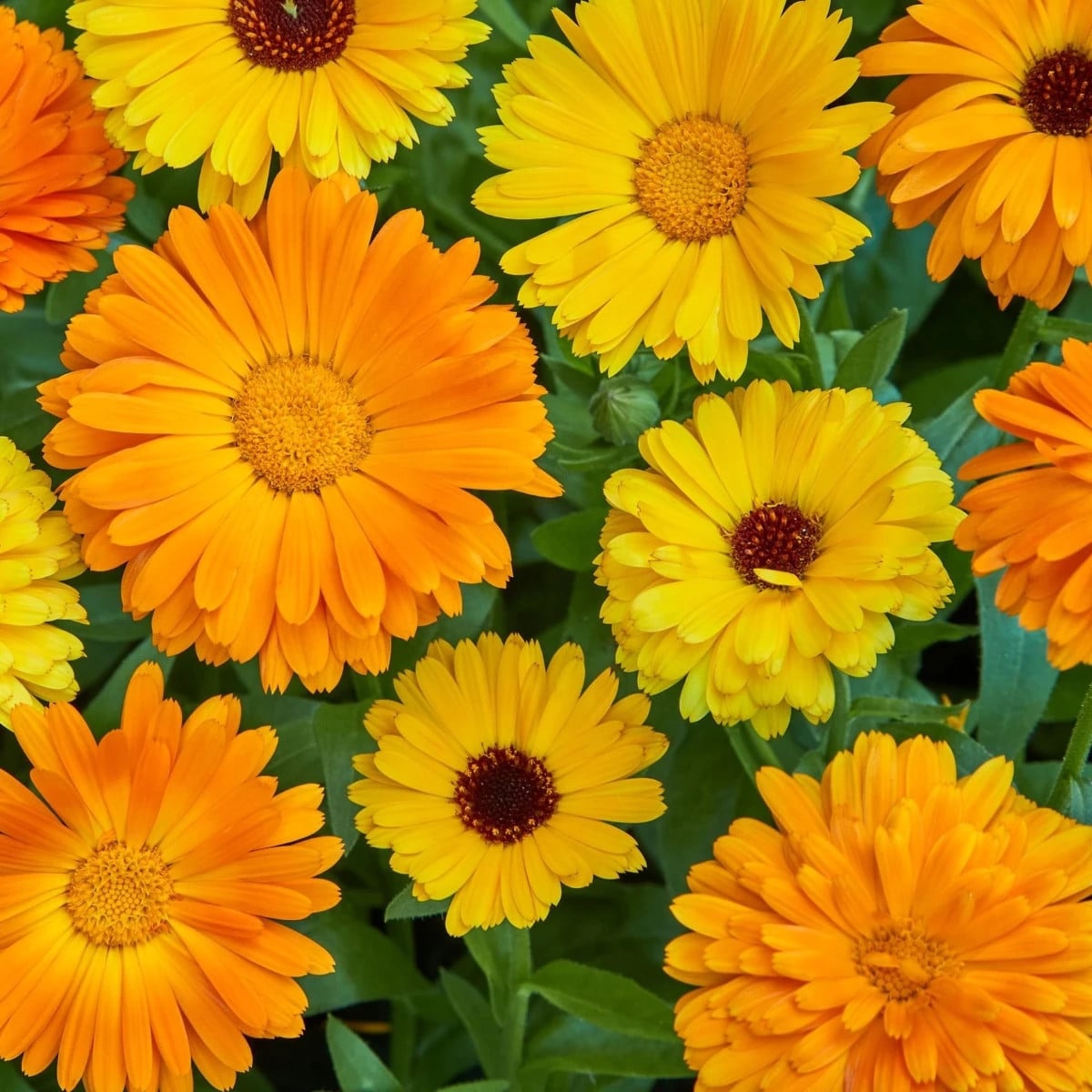Měsíček lékařský Fiesta Gitana - Calendula officinalis - prodej semen - 50 ks