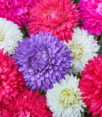 Astra čínská Teppich Mix - Callistephus chinensis - prodej semen - 50 ks