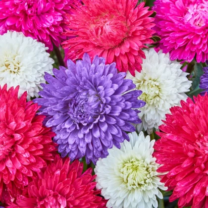 Astra čínská Teppich Mix - Callistephus chinensis - prodej semen - 50 ks