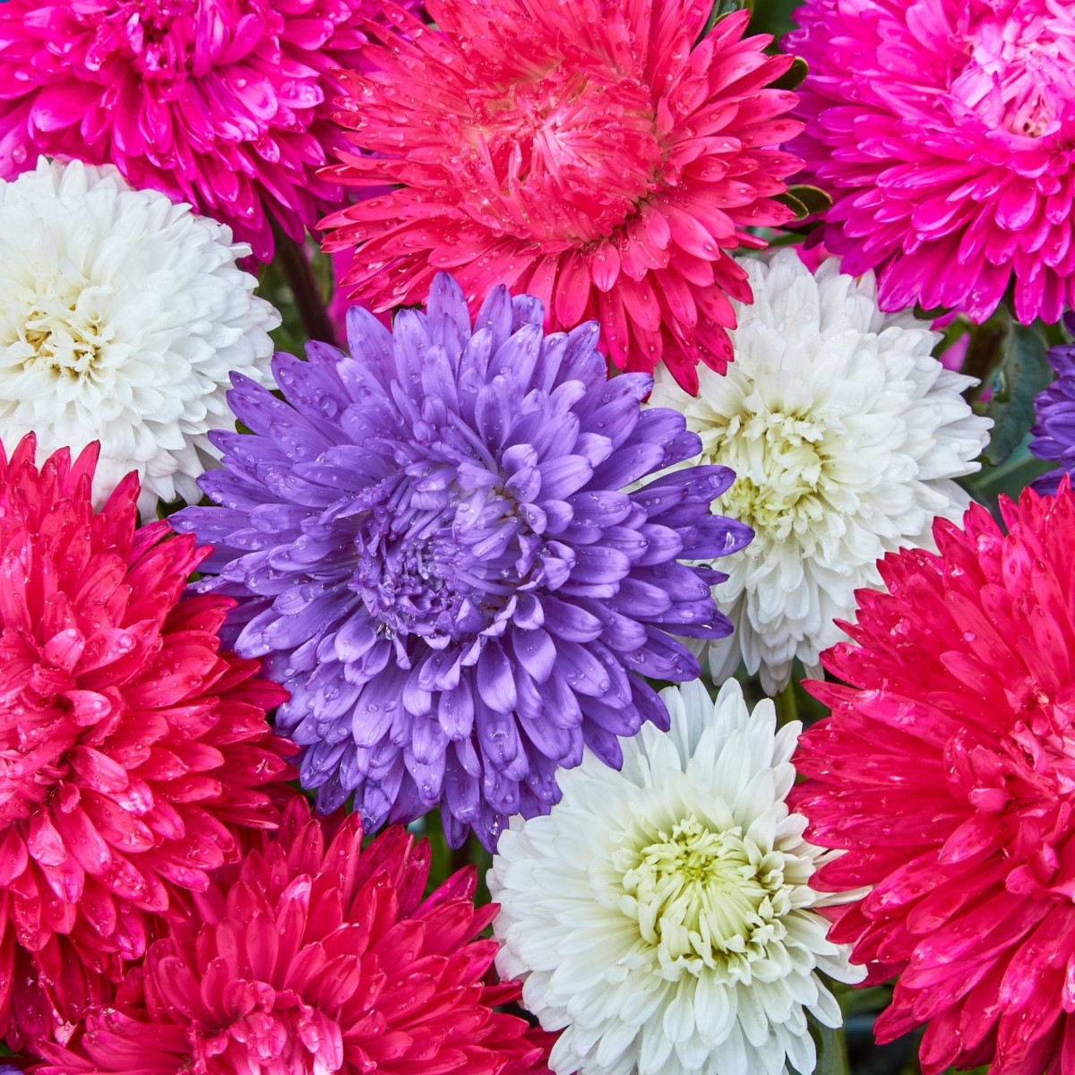 Astra čínská Teppich Mix - Callistephus chinensis - prodej semen - 50 ks