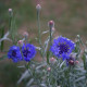 Chrpa Blauer Junge - Centaurea cyanus - prodej semen - 45 ks