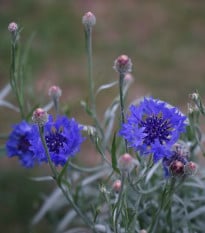 Chrpa Blauer Junge - Centaurea cyanus - prodej semen - 45 ks