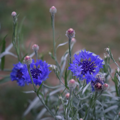Chrpa Blauer Junge - Centaurea cyanus - prodej semen - 45 ks