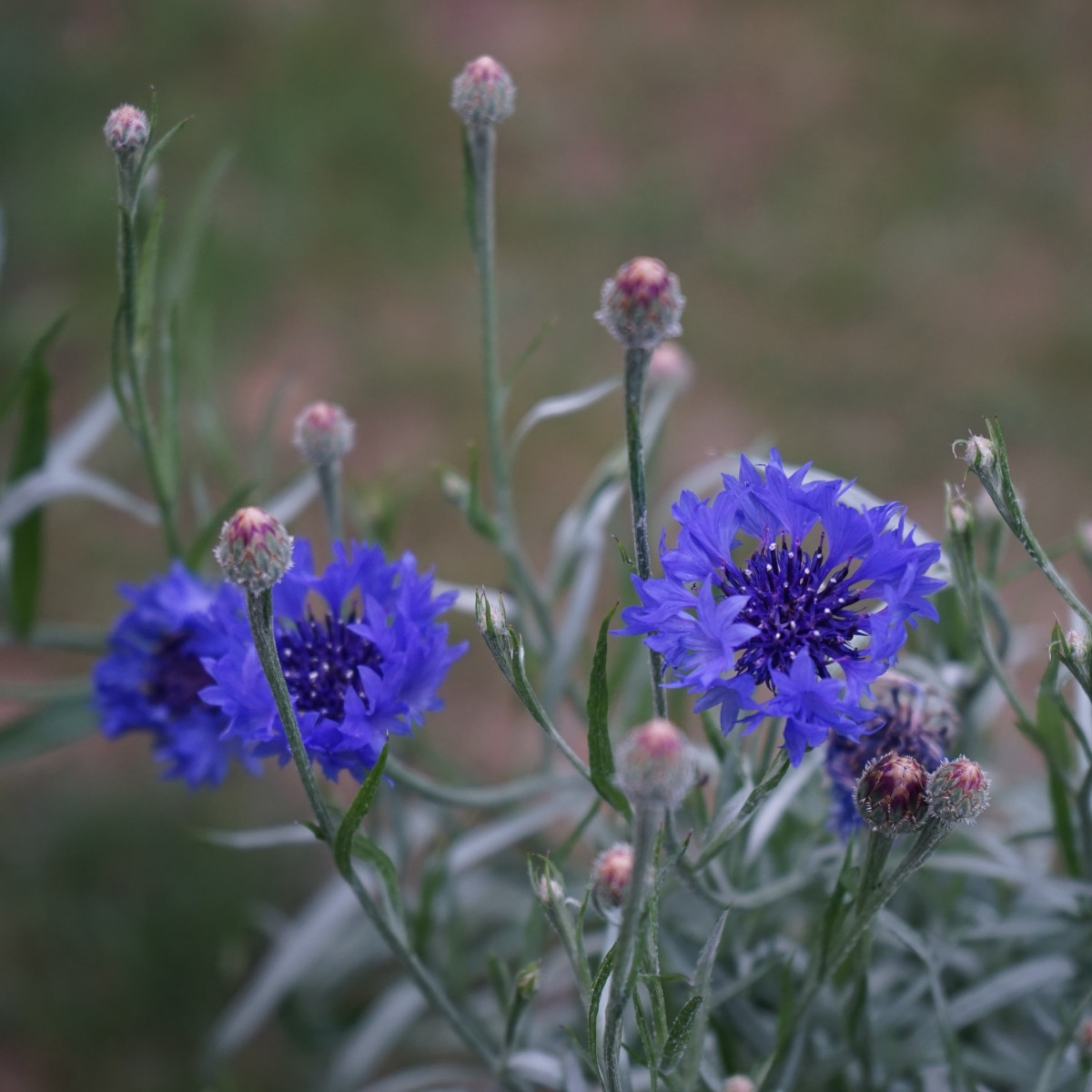Chrpa Blauer Junge - Centaurea cyanus - prodej semen - 45 ks