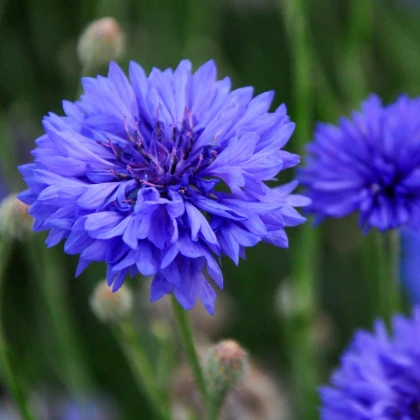 Chrpa Blauer Junge - Centaurea cyanus - prodej semen - 45 ks