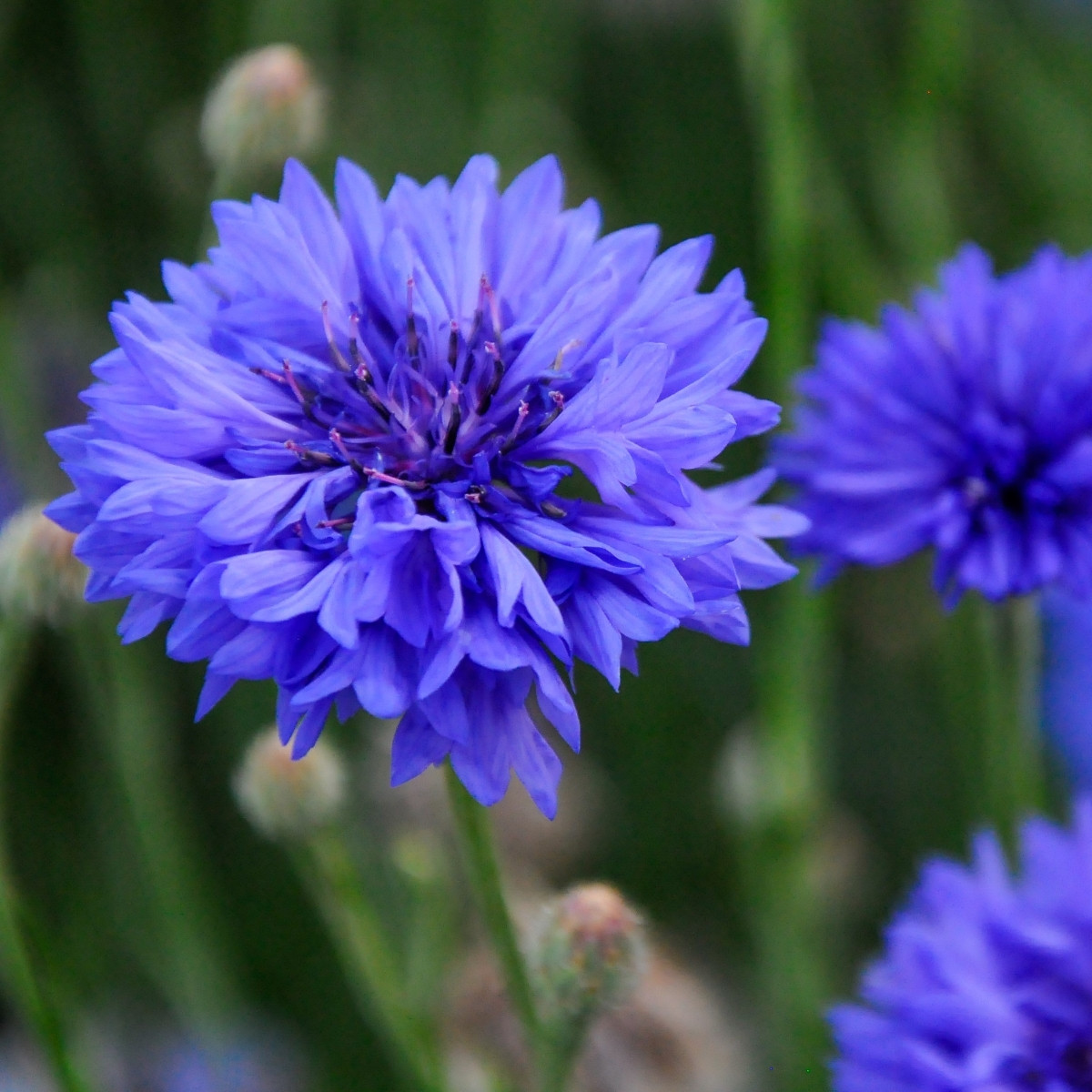 Chrpa Blauer Junge - Centaurea cyanus - prodej semen - 45 ks
