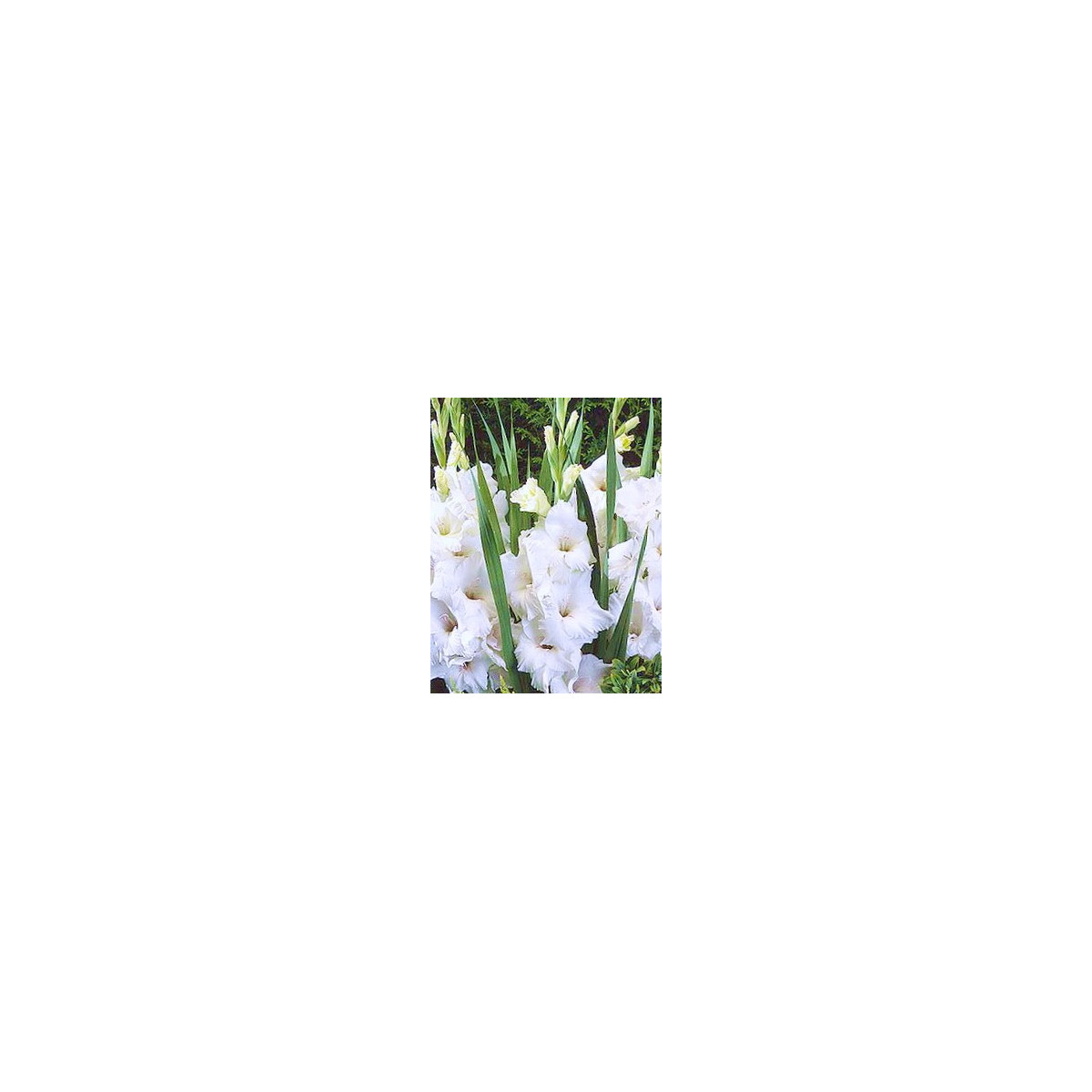 Gladiol White Prosperity - Gladiolus - prodej cibulovin - 3 ks