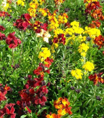 Chejr vonný jednoduchý směs barev - Erysimum cheiri - prodej semen - 30 ks