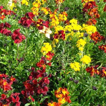 Chejr vonný jednoduchý směs barev - Erysimum cheiri - prodej semen - 30 ks